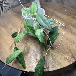 Tropical Houseplants For Sale !!!! 