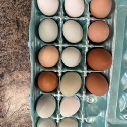Fresh backyard eggs