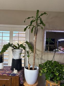 Tall Dracaena Corn Plant in White Pot