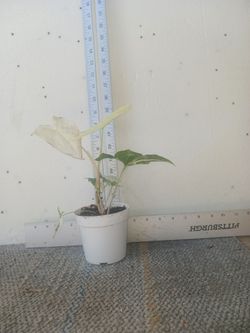 Life albo syngonium variegated