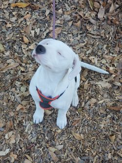 Leash collar vest / collar Correa