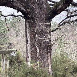 Two Large  Oak Trees For Sale Thumbnail