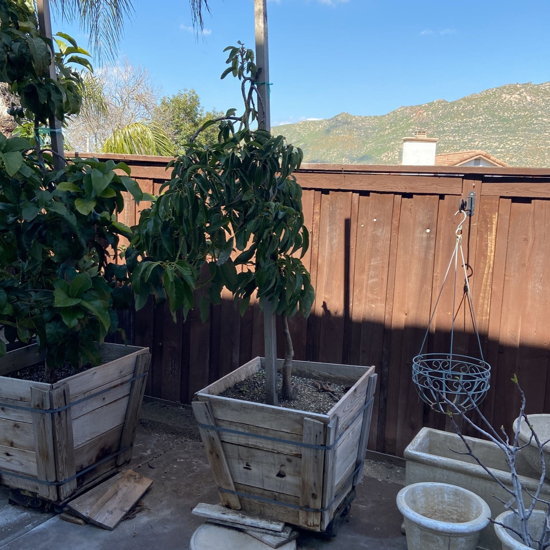 Holiday Avocado Tree