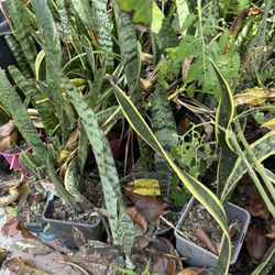 Snake Plants In Blooming Cactus