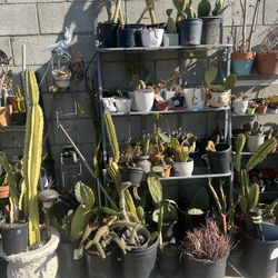 Plants For Sale Different Sizes starting 1 $ And Up