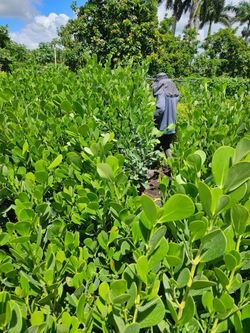 huge clusias Instant privacy Hedge for fence