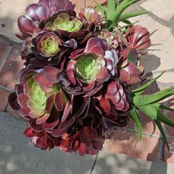 Aeonium Succulents 