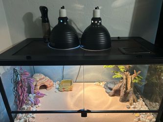 Reptile tank and set up
