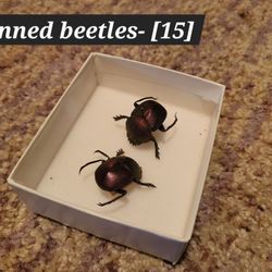 Pinned Beetles