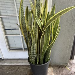 Snake Plants