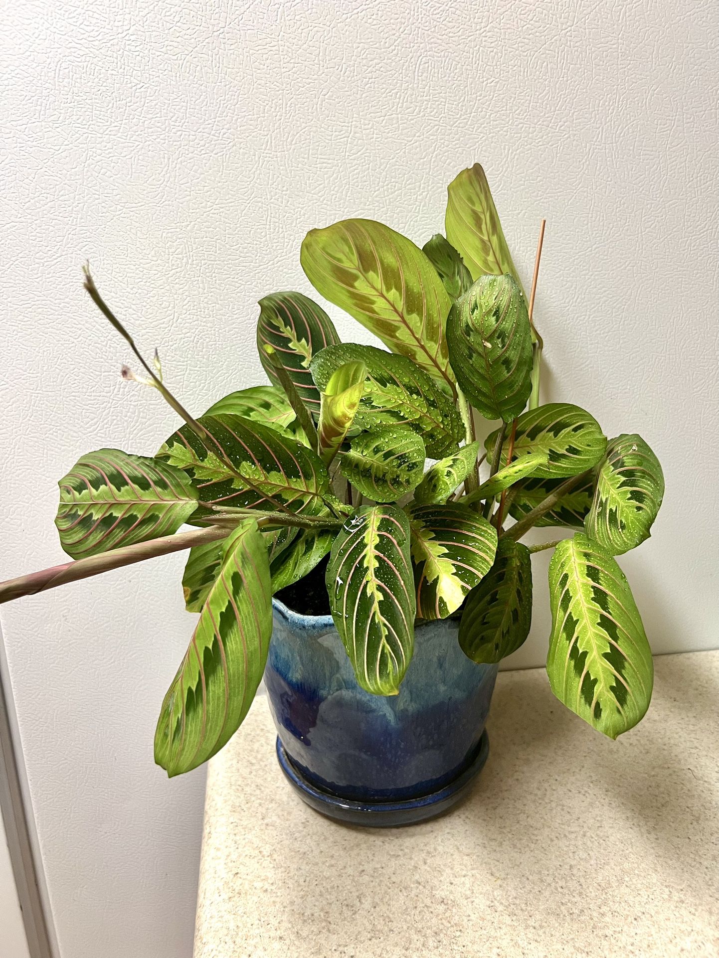 Prayer 🙏 Plant 🪴 