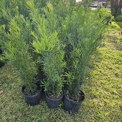 podocarpus  Only $9 all sizes available 