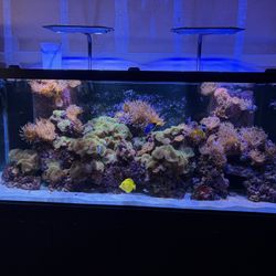210 Gallon Salt Water Tank