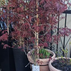 Japanese Maple Monrovia Bloodgood NEW 