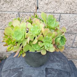 Bouquet  of succulents #26