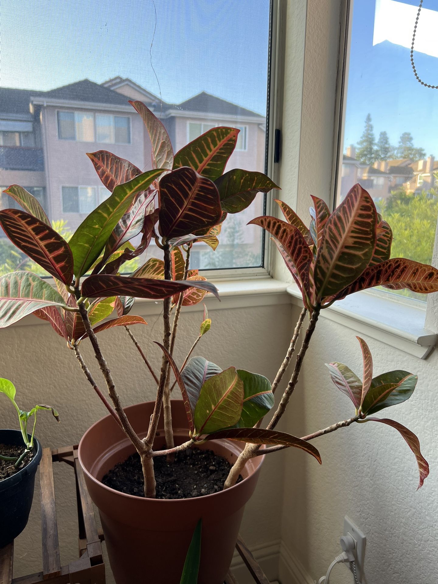 Croton Plant