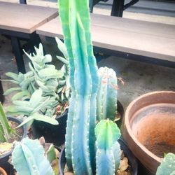 Peruvian Cactus 3' ft. Tall - Exotic Blue Green Color - "Cereus Peruvianus" 🌵