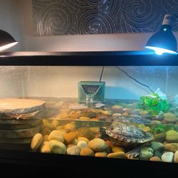 Turtle Tank With Heat Lamp Filter Basking Light 