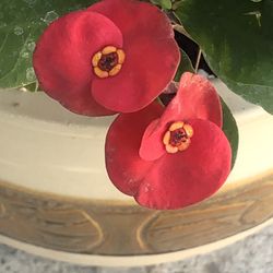 Corona De Cristo Cemiya