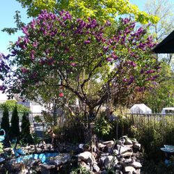 Purple Common Lilac Trees 2-3 Ft Aprox