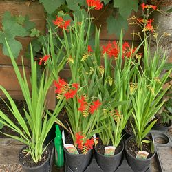 Gallon Crocosmia
