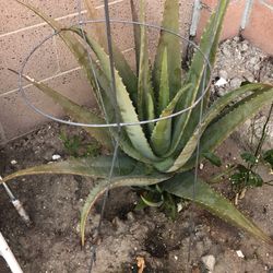 Beautiful Aloe Vera Plant $15. Has Babies.