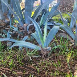 Agave Plants Different Sizes. $10 To $40 Each