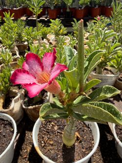 Desert Rose