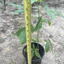 Plants - Young Healthy Shady Beautiful Flowering Tree, Started From Seedling of a Buckeye Tree, also known as “California Buckeye”.