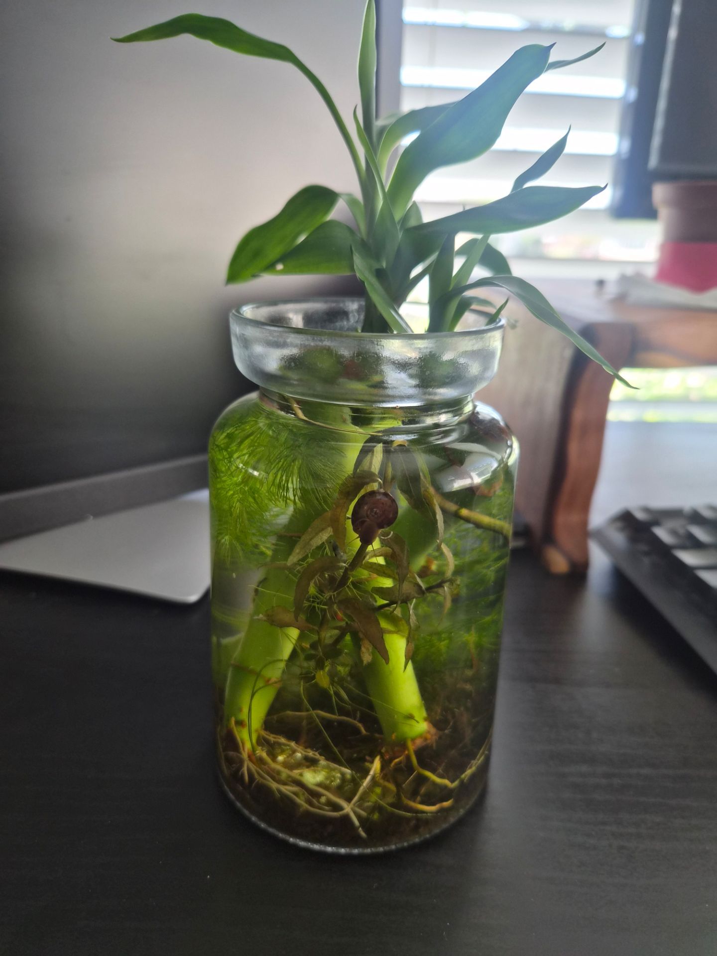 Eco jar desk aquarium fully established