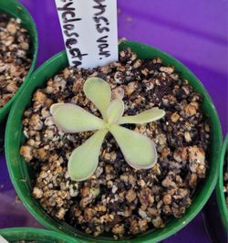 Pings, Butterworts, Carnivorous Plants