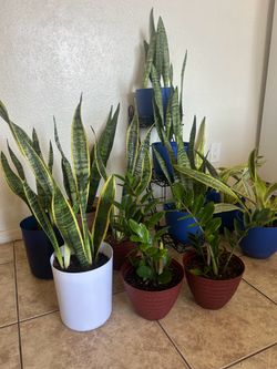 Plants fir sale 15 each