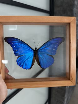 Blue Morpho Butterfly (b2)