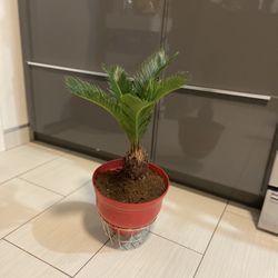Houseplant Sago Palm 