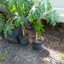 Planta de Papaya
