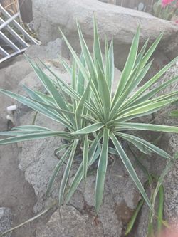 Agave