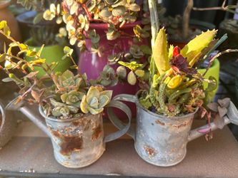 Set of 2 Rustic Succulent Arrangements