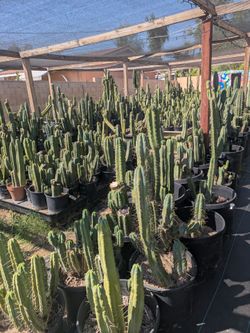 Trichocereus Cacti Moving Sale!