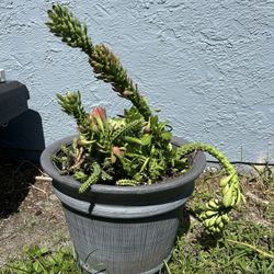 Potted Succulents and Pots