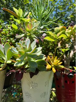 Pretty Plants 🪴