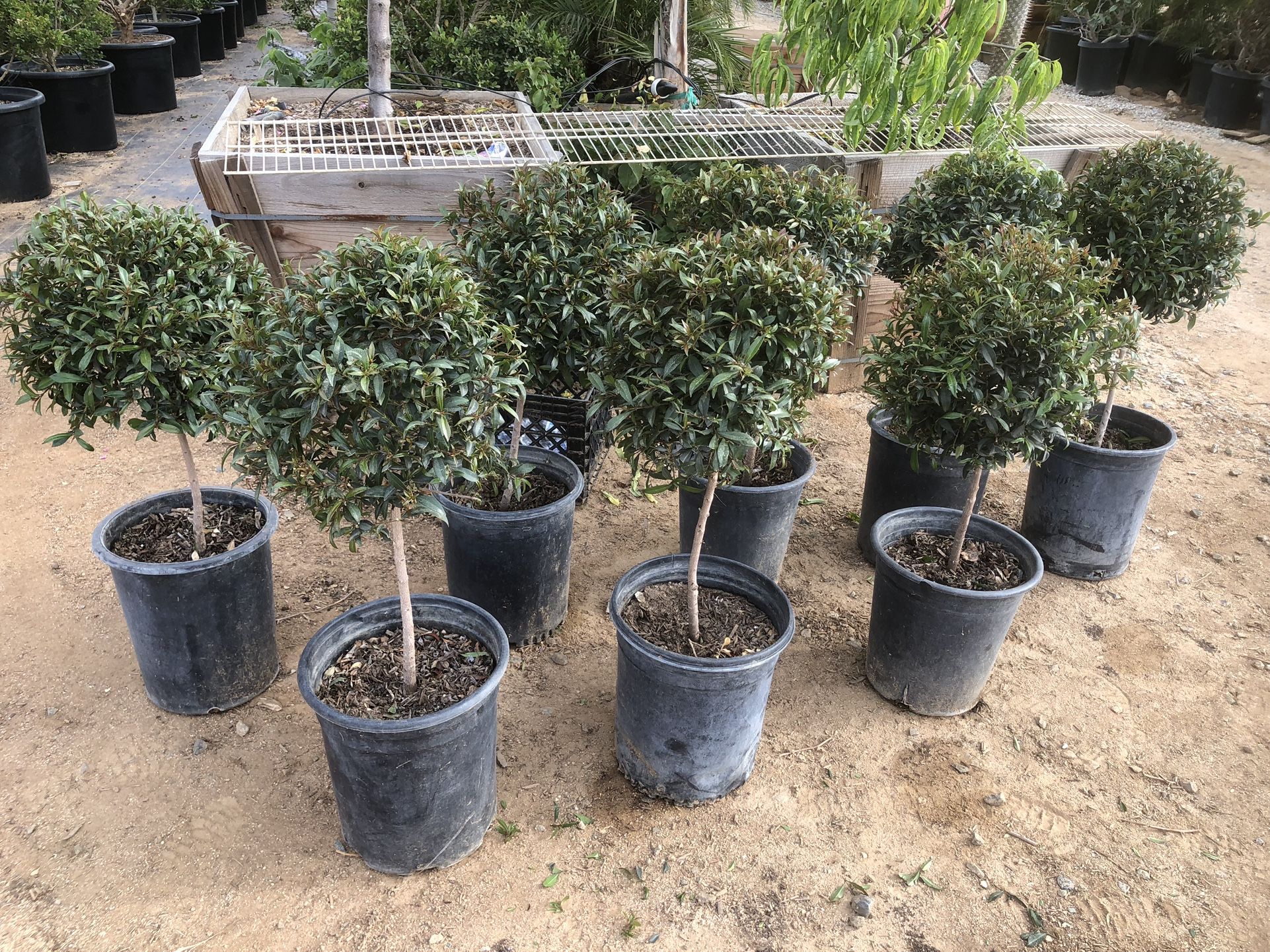 Topiary Bonsai