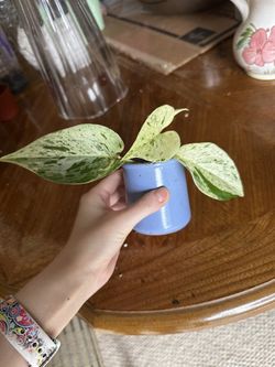 Snow Queen Pothos Rooted In A Pot