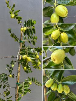 Jujube Tree (Chinese Date) – 68” Tall – Heavy Producer – Loaded with Sweet Fruit | 枣树 | Cây Táo Tàu