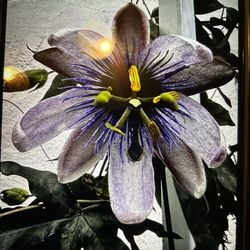 Purple passion vine flower