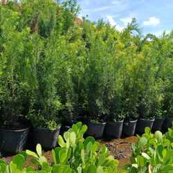 Podocarpus 7gl 4-4.5ft $19🌿🌿🌿