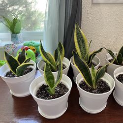 Snake Plants in 6-inch Pot
