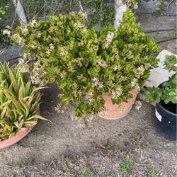 Plant