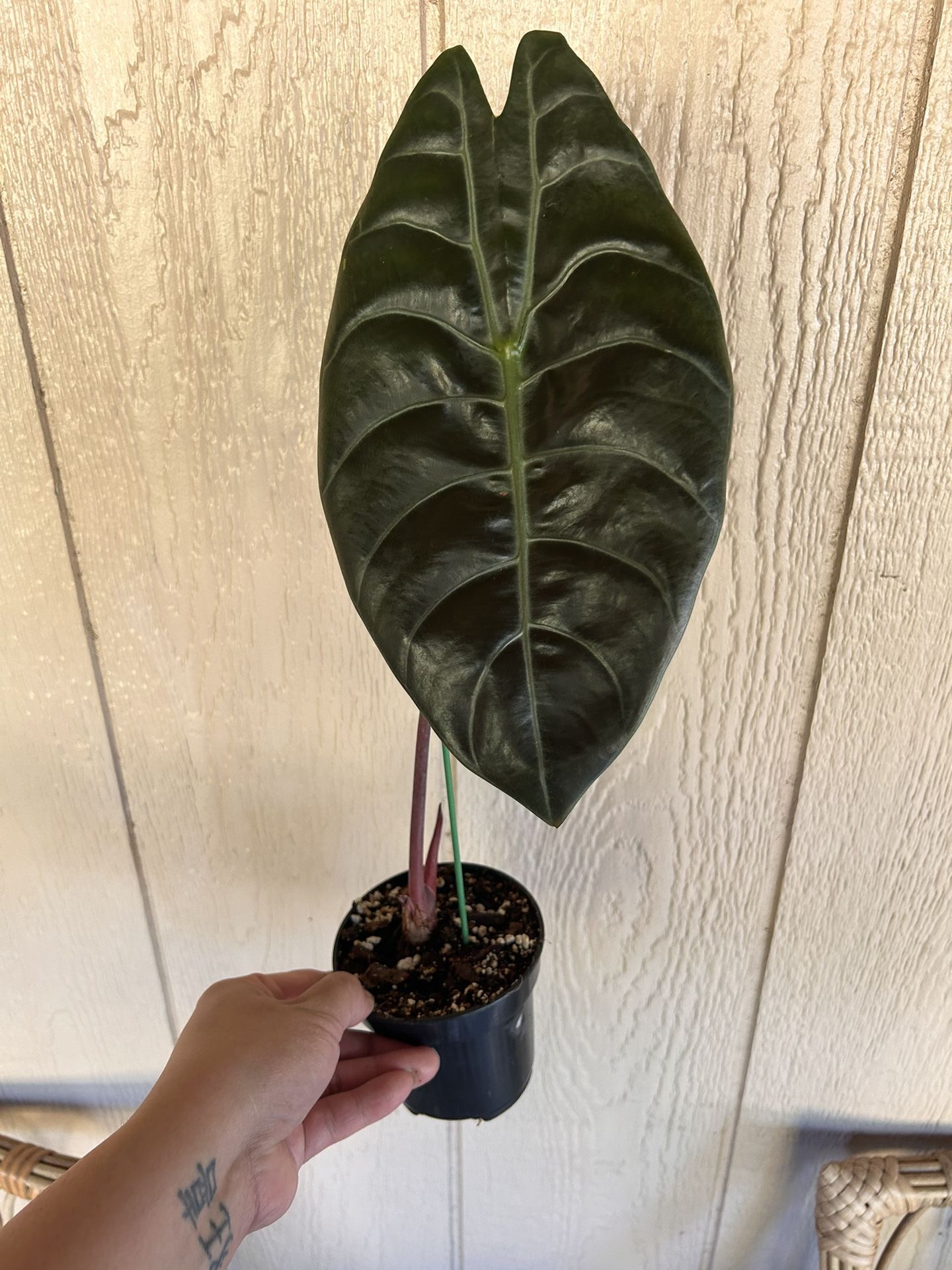 Alocasia Watsoniana