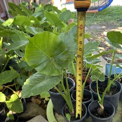 Small Elephant Ear Plants