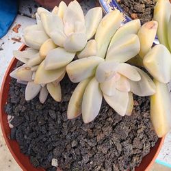 Succulents Plants Crested Ghosty Pick Up In Upland 
